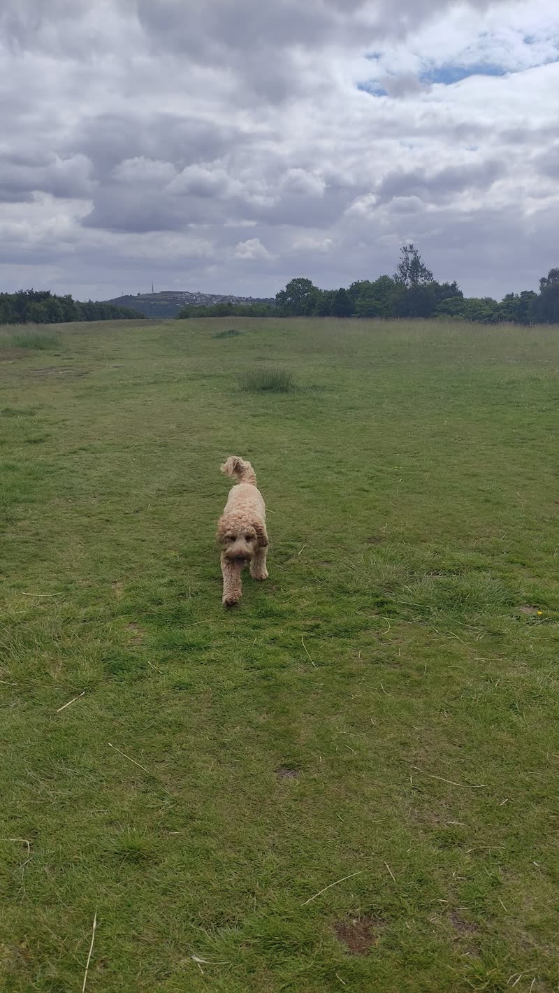 A pale labrador walking across the wide grass exercise field at Sunnymead