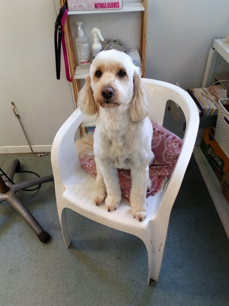 A cream cocker spaniel sitting on a cushioned chair in the grooming room