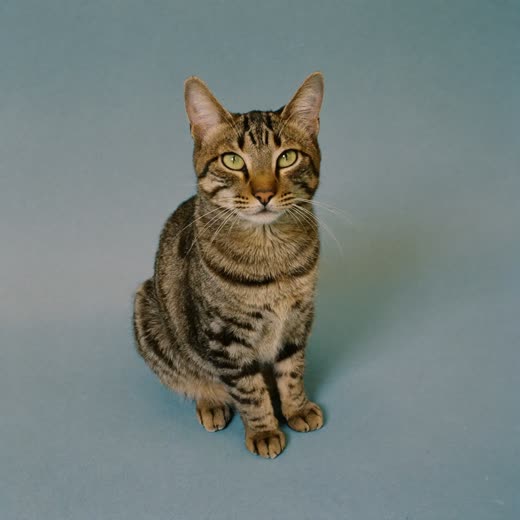 A tabby cat sitting alert